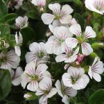 La gypsophila cerastoide è una bellissima pianta a cuscinetto dalla fioritura bianca molto profumata.