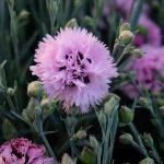 il dianthus alpin garden fizzy è un garofanino perenne con fiore profumato rosa lilla.