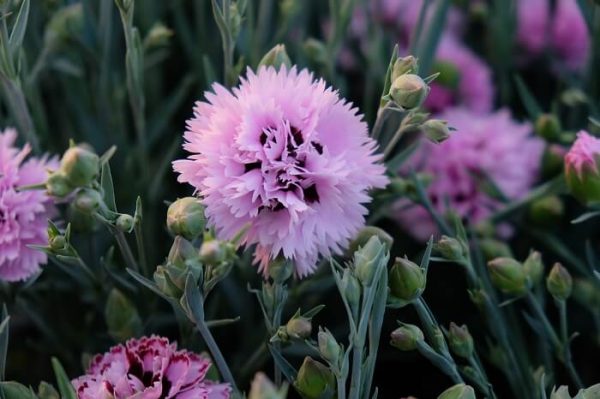 il dianthus alpin garden fizzy è un garofanino perenne con fiore profumato rosa lilla.