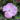 Dianthus Whatfield Wisp (2)