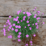 Vista della originale fioritura rosa della bourbille simile alle rare piante alpine