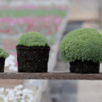 Tre esemplari di Dianthus gratianopolitanus 'La Bourbille' in diversi stadi di crescita, che mostrano la tipica e perfetta forma a cuscino semisferico, compatto e regolare.
