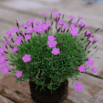 fiori rosa su cespo compatto tipico delle piante di montagna incastonate sulle rocce