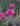 Dianthus Devon Wizard Floricoltura Billo Gärtnerei Plant Nursery Pépinière