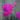 Dianthus Alpine Pinks Neon Star