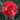 Il dianthus Garden Pinks ‘ Diane’ è un garofano che suggerisco per l’uso da bordura o da orto per la raccolta degli steli a fiore recisi durante tutta la bella stagione e per arrichire di fiori l’orto. Presente nella nostra proposta di garofani da giardino perenni permanenti sono facili da usare e generosi nelle fioriture.Pianta disponibile in vendita nel nostro shop online. Ibridato nel 1964 di origine inglese, Fiore alto 30 cm piacevolmente profumato che ricorda i fiori della nonna. Di particolare pregio la cromatura del fiore. Pianta con ottimo accestimento, circa 30 cm di diametro. Garofano per collezionisti.