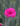 Dianthus Devon Wizard Billo Floricoltura Padova