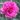 dianthus_garden_pinks_lily_the_pink