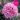 dianthus_garden_pinks_pink_ruffles