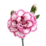 Il dianthus Garden Pinks gran's favorite è un garofano da orto bordura che abbiamo in coltivazione ibridato nel 1966, Fiore alto 30 cm piacevolmente profumato. Garofano per collezionisti