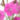 Dianthus_deltoides_roseus