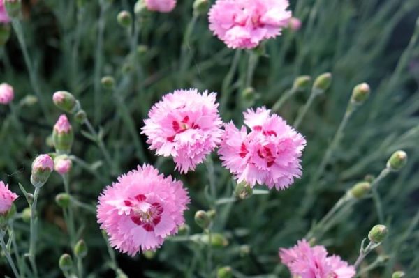 vendita piante online di garofano dianthus plumarius maggie con il suo interessante colore rosa con gola rosso fuksia