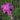Dianthus Carthusianorum Rupert’s Pink Floricoltura Billo Garofani Selvatici