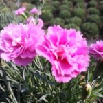 il Dianthus plumarius roseus viene spesso ricordato come un garofanino antico detto anche garofano della nonna dal colore rosa con un piacevole profumo