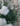 Garofano Con Fiore Bianco Dal Profumo Inebriante