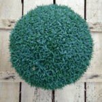 meravigliosa forma geometrica del dianthus la bourbulle blance, ideale per progettazione giardini formali