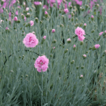 fiore su stelo robusto e foglia argentato glauca è l'aspetto ornamentale del dianthus plumariua maggie