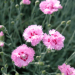 i dianthus plumarius sono famosissimi in tutta europa perchè si adattano perfettamente ai terreni tipicamente calcarei, fin dal 1600 hanno avuto diffusione nei giardini reali