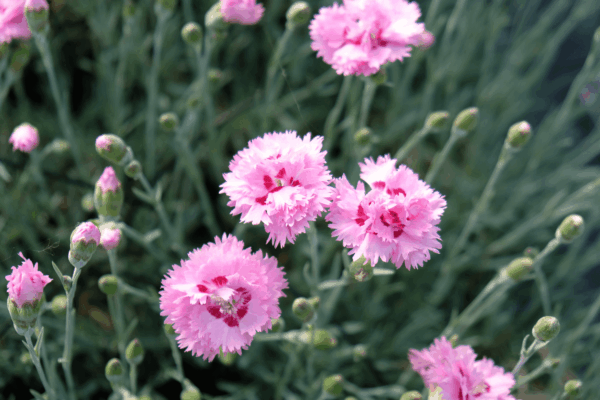i dianthus plumarius sono famosissimi in tutta europa perchè si adattano perfettamente ai terreni tipicamente calcarei, fin dal 1600 hanno avuto diffusione nei giardini reali