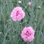 fiore rosa con gola rossa per questo ibrido di fine 900 di plumarius dal nome maggie. elegante con caratteristico fiore a piumetta