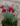 Dianthus Floricoltura Billo Gärtnerei Plant Nursery Pépinière Nord Italy