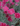 Dianthus Gold Flek Floricoltura Billo Gärtnerei Plant Nursery Pépinière 1