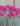 Dianthus Gold Flek Floricoltura Billo Gärtnerei Plant Nursery Pépinière