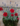 Dianthus Rubin Floricoltura Billo Gärtnerei Plant Nursery Pépinière