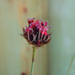 Il dianthus pinifolius è un amagnifico dianthus selvatico dell'europa meridionale dal fantastico colore rosa lilla molto profumato