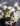 Dianthus Berlin Snow Piante Rare Alpine Billo Floricoltura