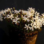 Fogliame: A differenza di molti altri Dianthus, presenta foglie quasi nero d'inverno e di un bel verde brillante nelle rimanenti stagioni.