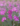 Dianthus Gratianopolitanus Jane Austen Floricoltura Italiana Billo
