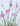 Dianthus Lusitanicus Specie Botanica Billo Floricoltura2