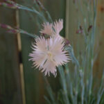 Il dianthus anatolicus è un garofanino selvatico spontaneo della zona euroasiatica dal fiore colore bianco madreperla.