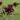 Dianthus Barbatus Nigrescens Sooty 1