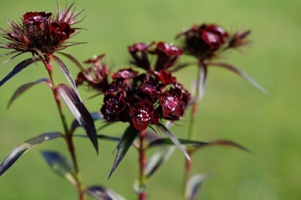 il dianthus barbatus nigrescens sooty si caratterizza da un colore del fiore insolito nella gamma cromatica dei dianthus, rosso marrone.