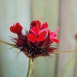 il dianthus cruentus è un garofano della flora spontanea dal particolare colore rosso cruento.