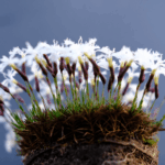 Dettaglio Unico: I margini dei petali sono profondamente laciniati (frastagliati), conferendo al fiore un aspetto piumoso e delicato.