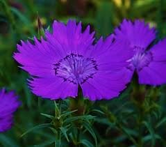 il Dianthus amaurensis siberian blues è una selezione fatta prima del 1993 dal dianthus amaurensis. Si caratterizza dalla particolare ed insolita cromatura blu del fiore.