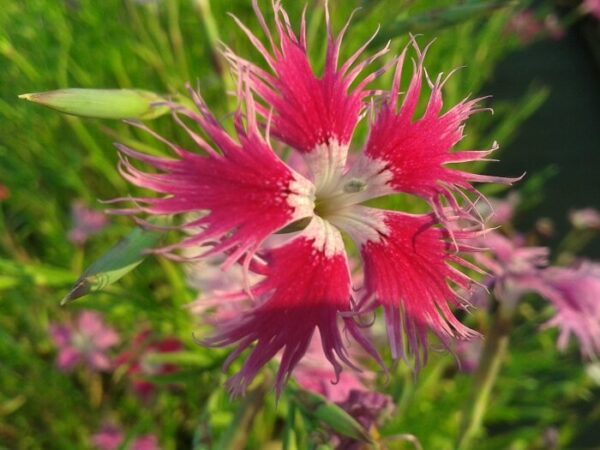 il dianthus superbus crimsonia ha un frangiatio fiore rosso semplice.