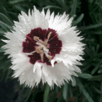 I fiori di stargazer sono meravigliosi anche sotto la pioggia
