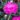 Ibrido del 2005 di origine inglese. Il dianthus alpin pinks Shooting Star è un garofano molto versatile che suggerisco per l’uso da bordura o giardino roccioso. Pianta molto rustica Presente nella nostra proposta di garofani da giardino perenni permanenti sono facili da usare e generosi nelle fioriture. Pianta disponibile in vendita nel nostro shop online. Pianta compatta con fiore alto fino a 15 cm circa, piacevolmente profumato che ricorda i fiori della nonna. Di particolare pregio la cromatura del fiore. Pianta con ottimo accestimento, circa 15 cm di diametro. Garofano di particolare interesse.