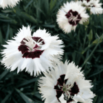 Il dianthus stargazer ricorda per forma e colore i garofani antichi del settecento, ottocento tipici dei giardini storici italiani e inglesi