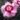 Dianthus Garden Pinks Shirley Temple