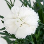 Il Dianthus Nieve è un garofanino bianco facilissimo da usare perchè si presta a diversi utilizzi. Vaso o bordura