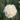 Dianthus Bridal Star