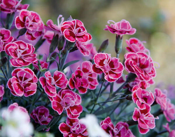 Il Dianthus purple wedding è un ibrido di garofano recentissimo. Core molto interessante su fiore molto piccolo