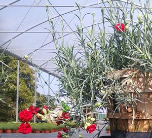 Il garofano pendente tirolese è una selezione che ci arriva direttamente dalle zone del Tirolo e che possiamo proporre nel nostro web shop per tutti i clienti che vogliono comprare piante online.