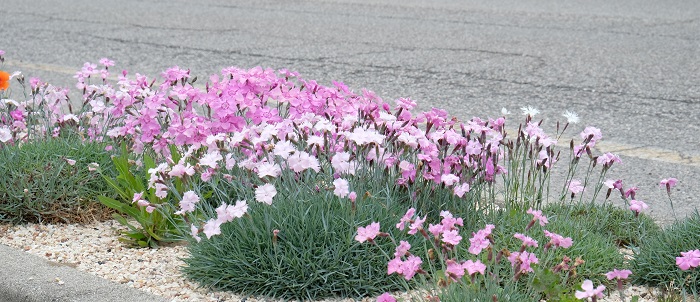 piantare garofani in autunno e in inverno migliora la radicazione e permette una fioritura più abbondante nella primavera sucessiva