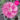 Dianthus Alpin Garden Aztec Star